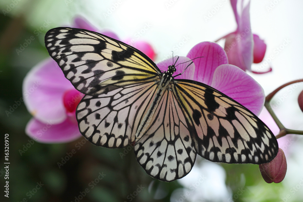 Naklejka premium Idea leuconoe & orchid - Paper Kite or the Rice Paper butterfly