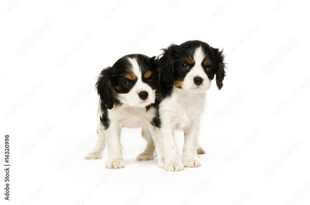 King Charles Spaniel puppies isolated on a white background