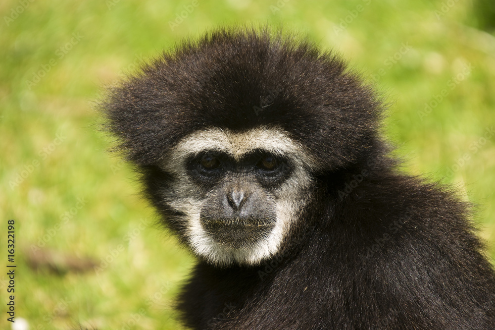 White Handed Gibbon White Handed Gibbon