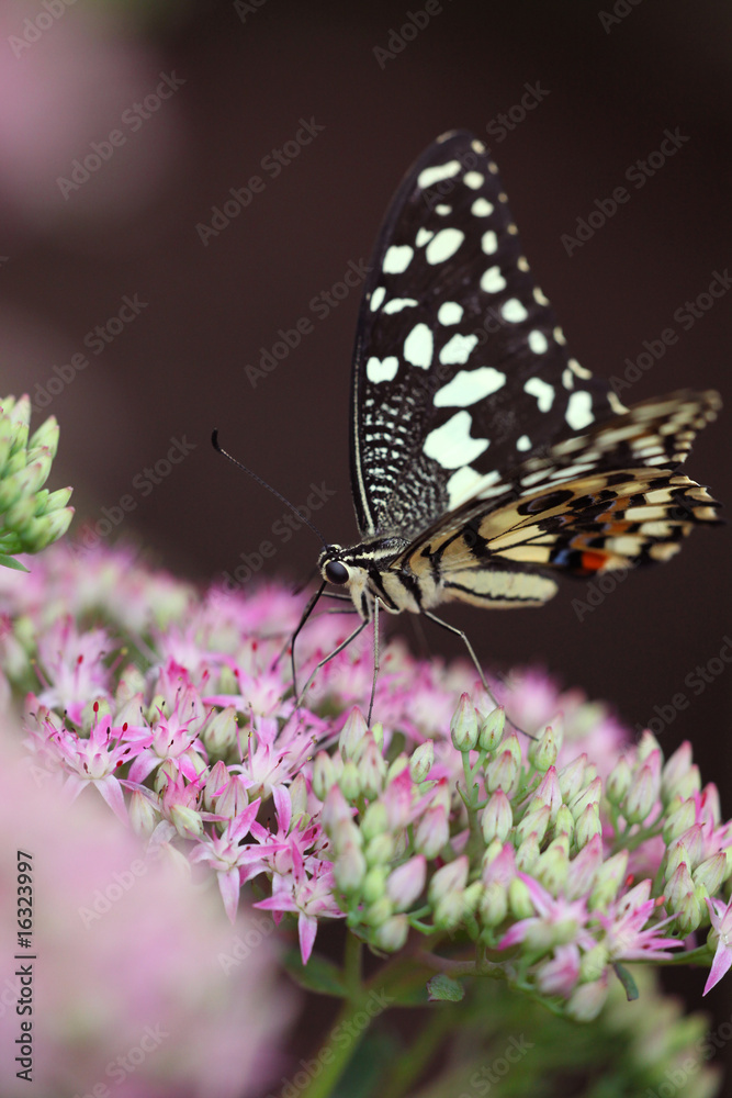 Obraz premium Papilio demodocus - Citrus swallowtail 39