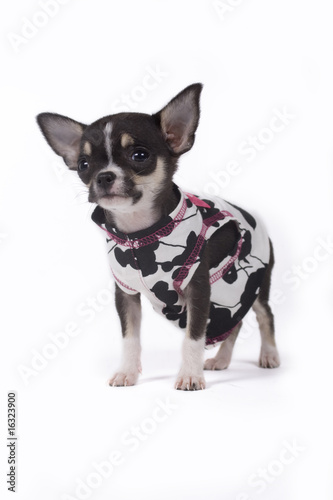 pup with clothes © By Glamstyle