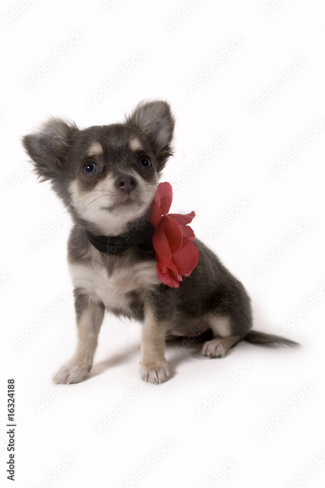 Obraz premium pup sitting with flower collar