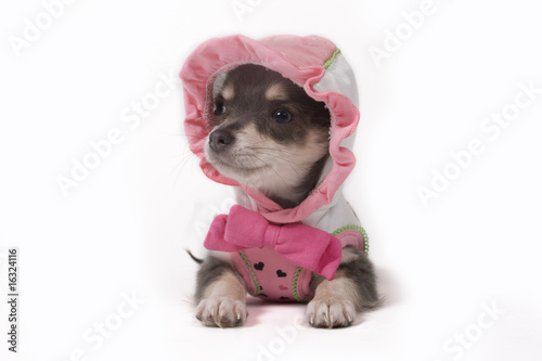 pup in clothes