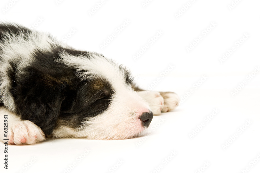 Border Collie Puppy isolated on a white background