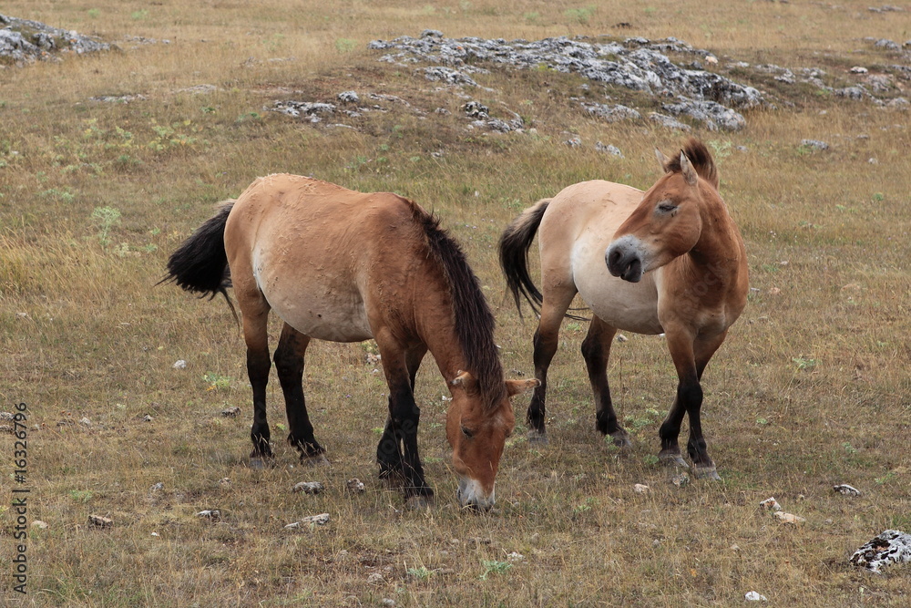 custom made wallpaper toronto digitalchevaux sauvages en liberté dans les causses