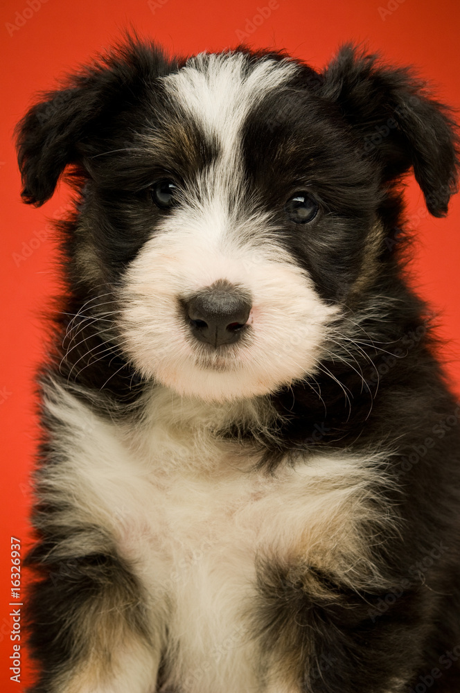 Border Collie Puppies isolated on a red background Border Collie Puppies isolated on a red background