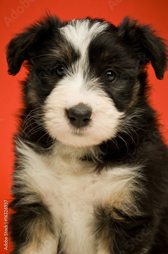Border Collie Puppies isolated on a red background