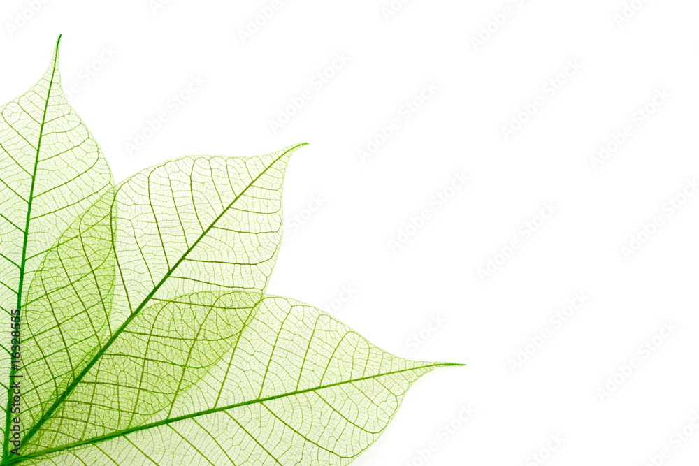 Naklejka premium Nervures feuilles vertes