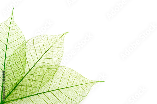 Nervures feuilles vertes