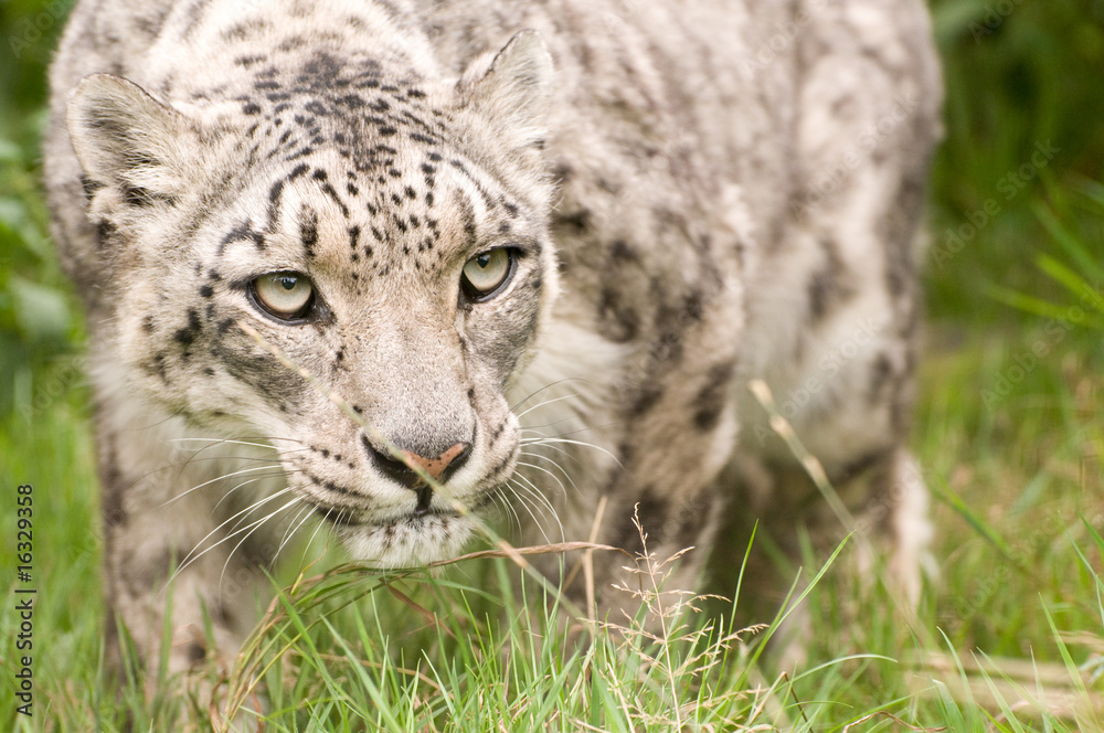 Fototapeta premium Snow Leopard
