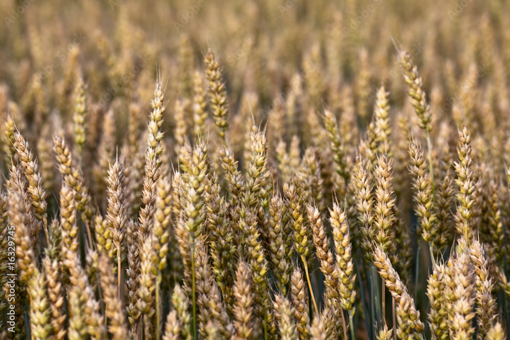 Fototapeta premium Crop fields