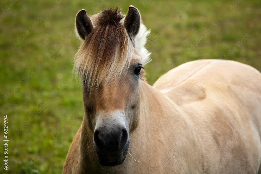 Fototapeta premium Horse