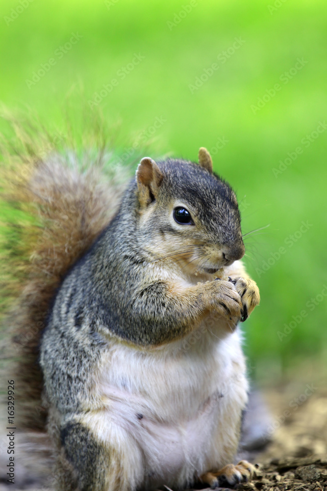 Chip Munk Chip Munk