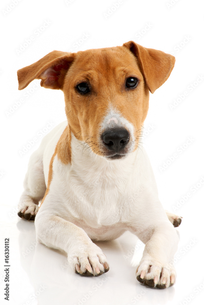 Jack russell terrier on white background.