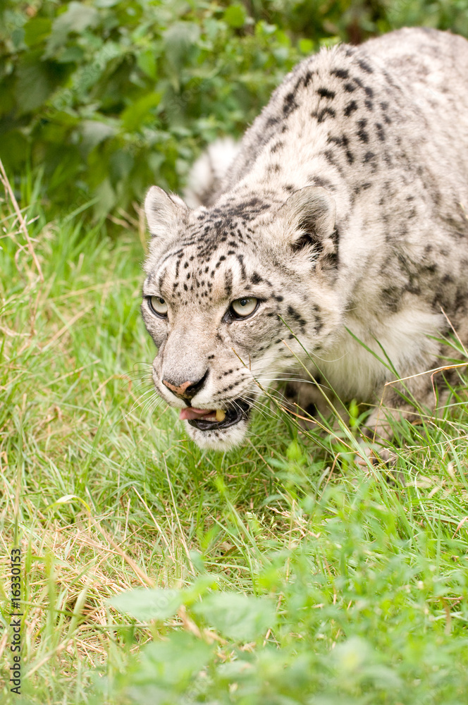 Fototapeta premium Snow Leopard
