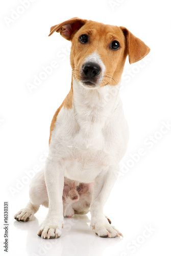 Jack russell terrier on white background. © steamroller