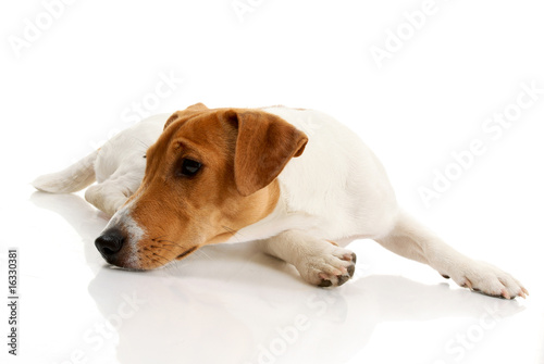 Fotografie, Obraz Jack russell terrier on white background.