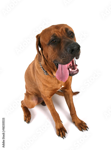 japanese bandog tosa inu