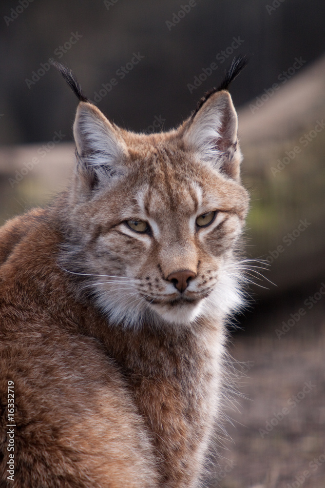 Sibirian Luchs Sibirian Luchs