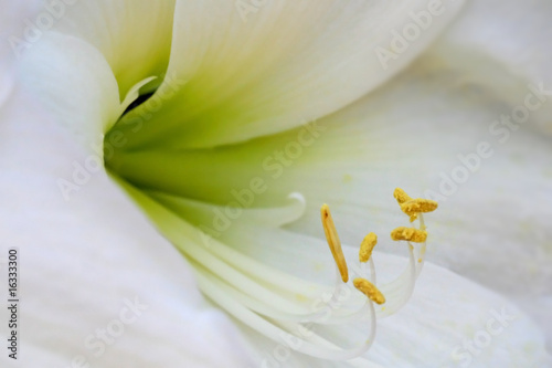 Fototapeta Naklejka Na Ścianę i Meble -  White Lilly Flower
