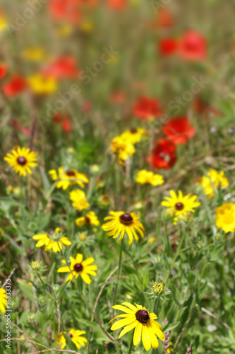 Flower Garden