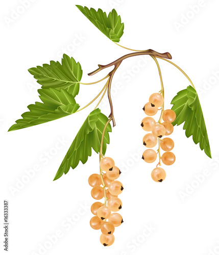 Vector illustration of white currant
