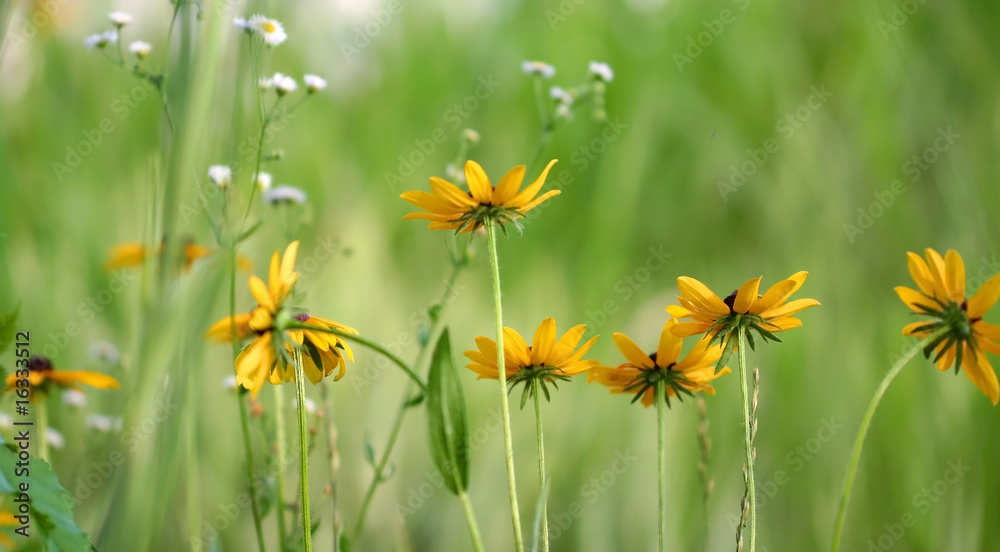 Obraz premium Yellow daisy flowers