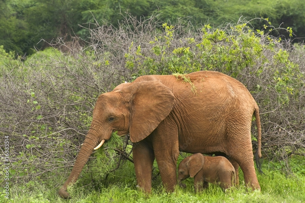 mother and baby elephant 2