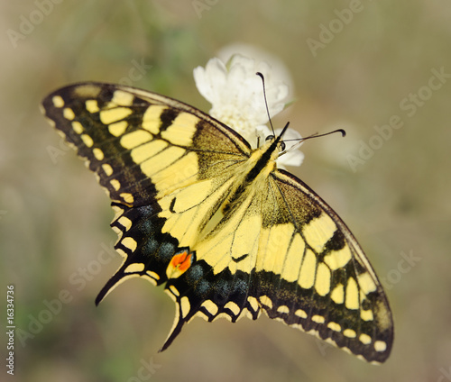 Papilio machaon #16334736