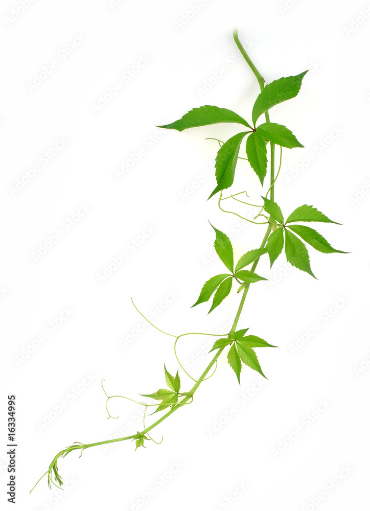 wild vine green twig isolated wild vine green twig isolated