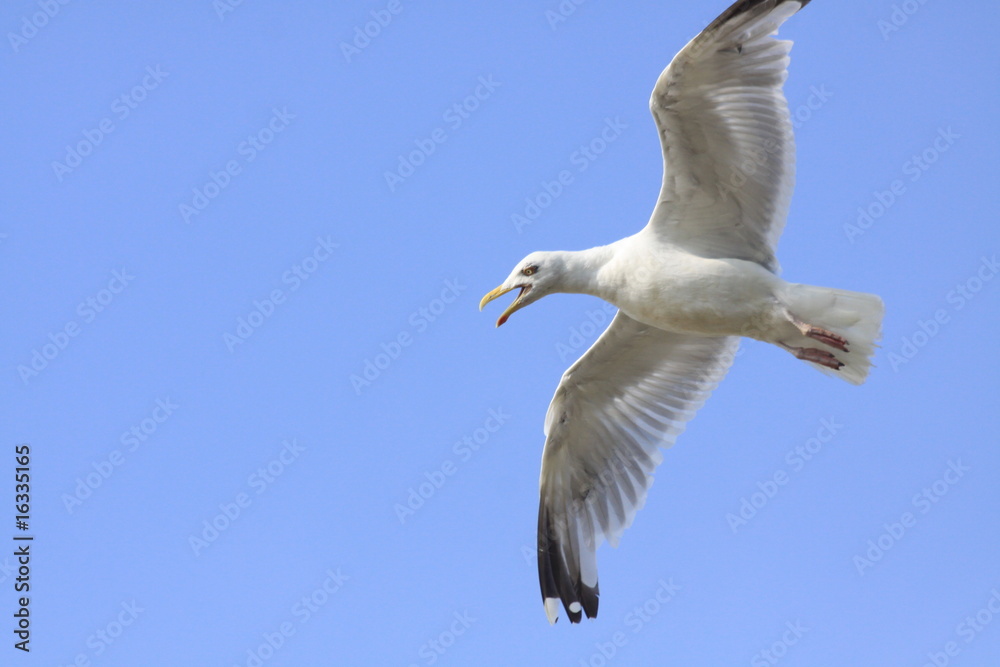 Fototapeta premium möwe