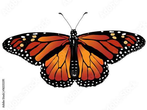 illustrated monarch butterfly © Misko Kordic