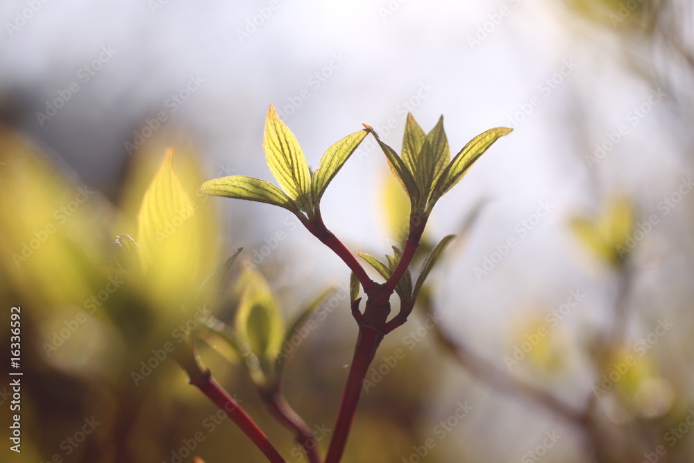 Obraz premium Junge Blätter