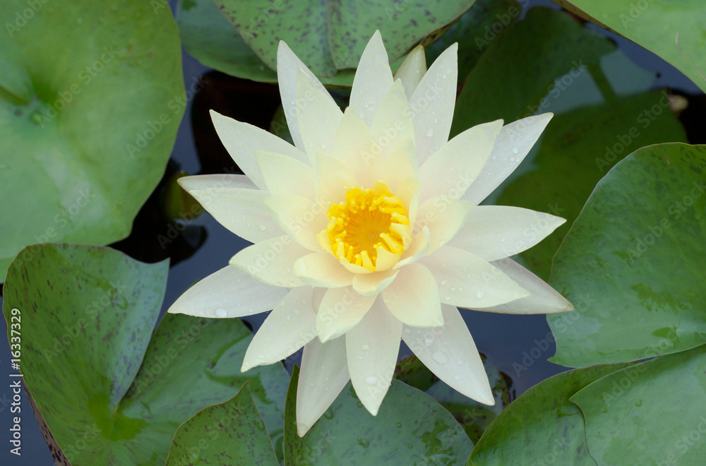Water lily