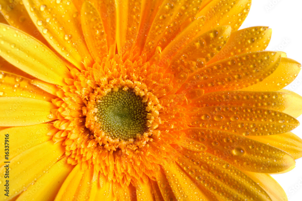 beautiful yellow flower petals closeup beautiful yellow flower petals closeup