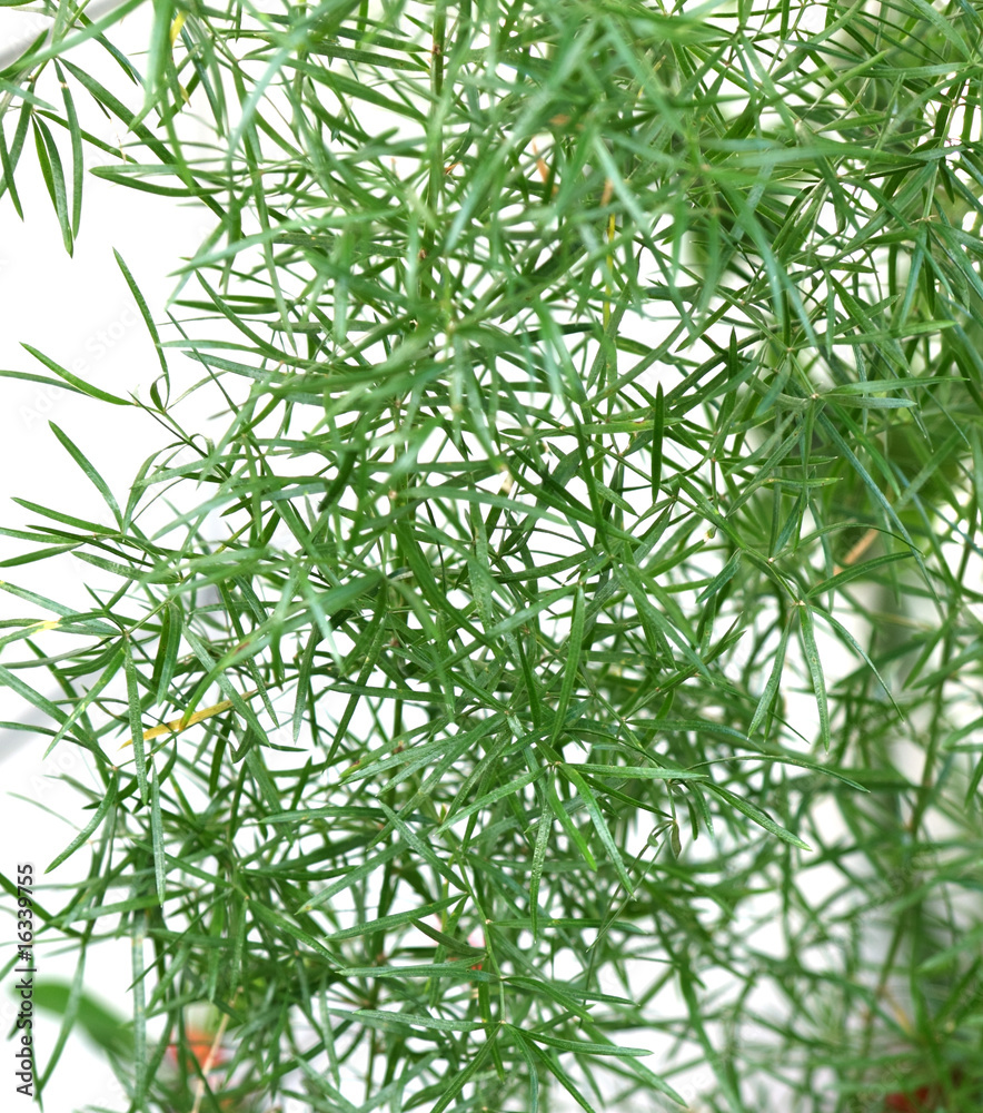 asparagus ou asparagus ou