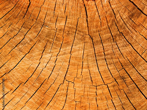 Cut of a tree an oak