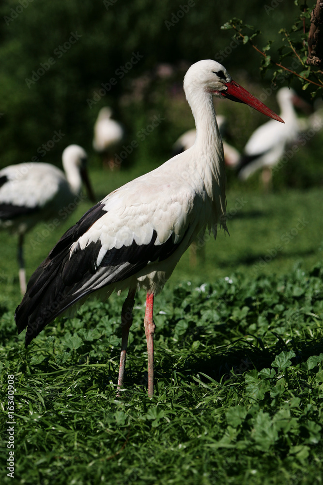 Fototapeta premium cigognes d'alsace