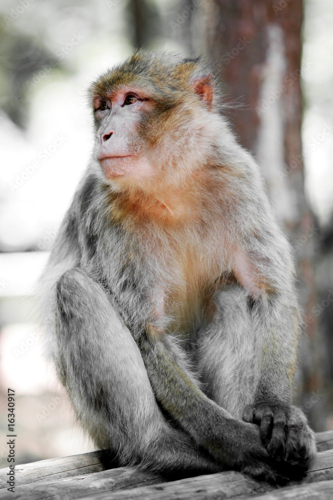 macaque macaque