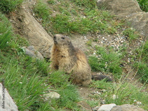 marmotte