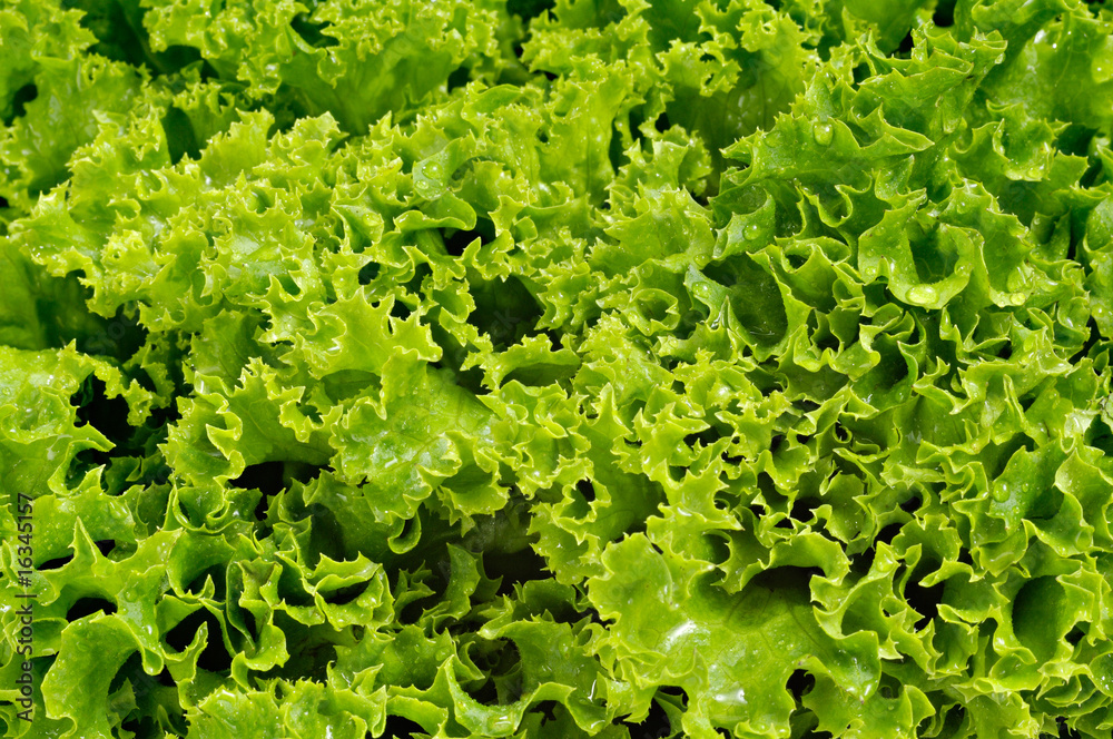 lollo bianco_1 lollo bianco_1
