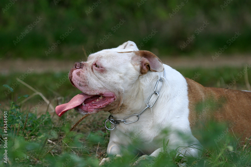 portrait de profil du olde english bulldogge bicolore couché