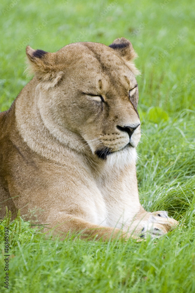 lioness falling asleep on grass after rains lioness falling asleep on grass after rains