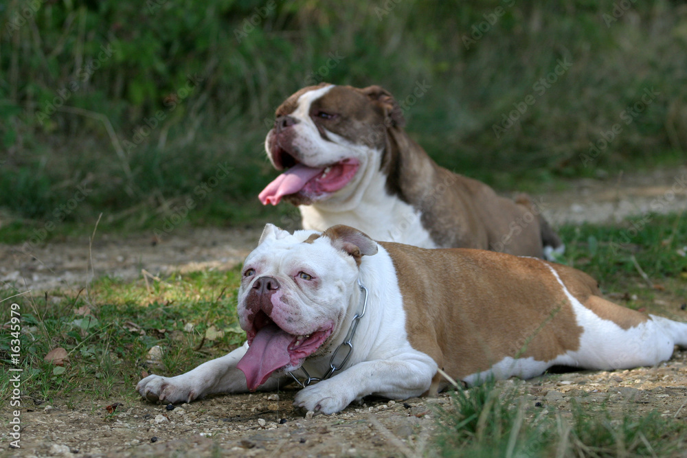 deux olde english bulldogge couchés sur le chemin en été