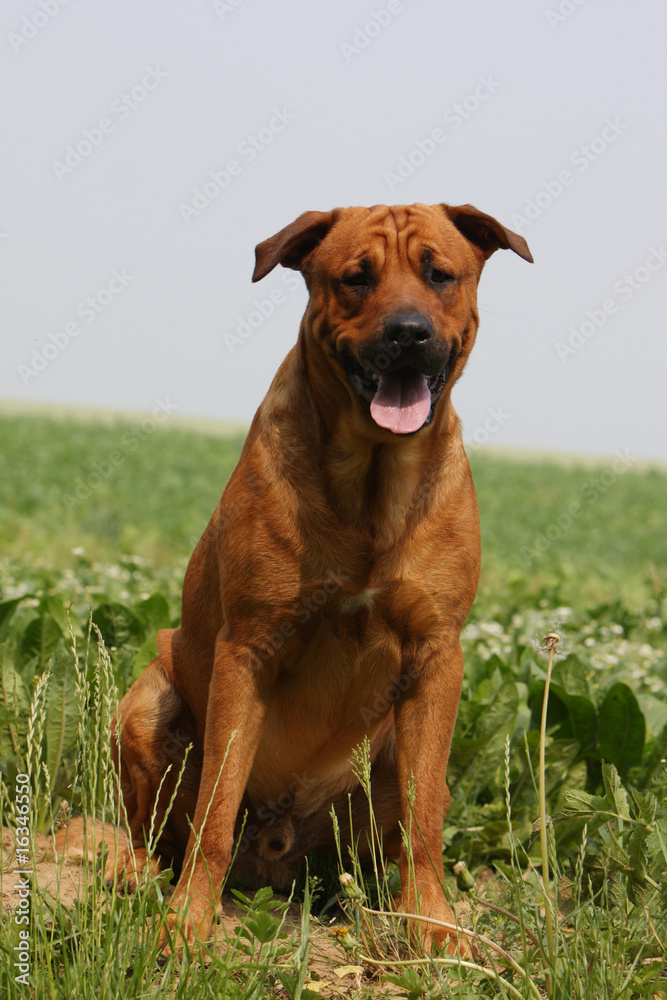 chien assis seul de face dans un champ.detente,balade