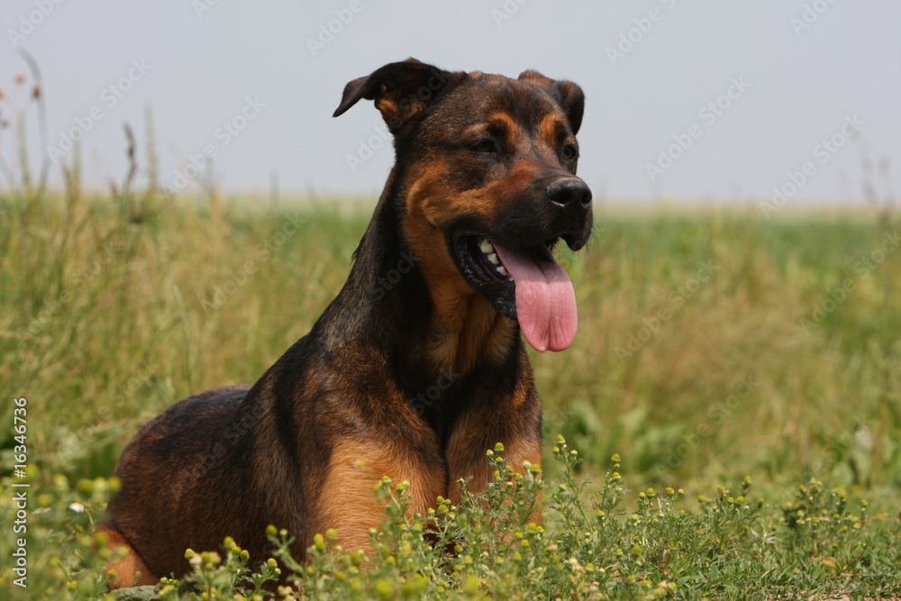 chien avec sa langue pendante dans les champs.essouflé chien avec sa langue pendante dans les champs.essouflé