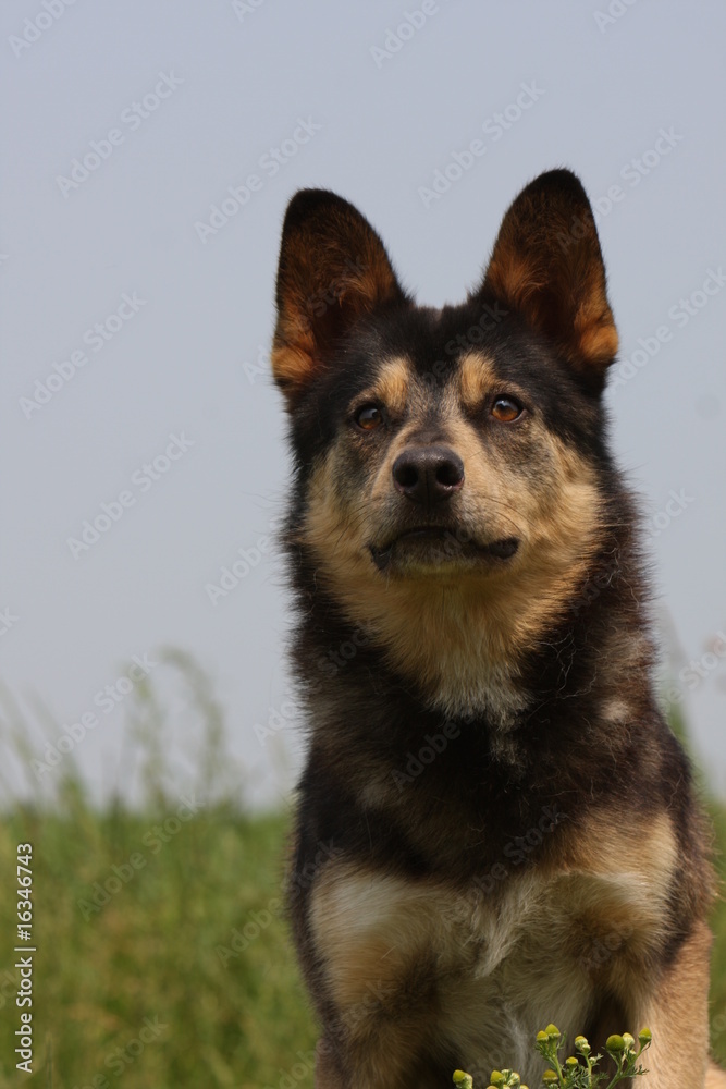 portrait d'un chien attentif et observateur en campagne.seul
