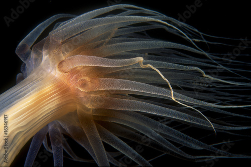 sea anemone photo