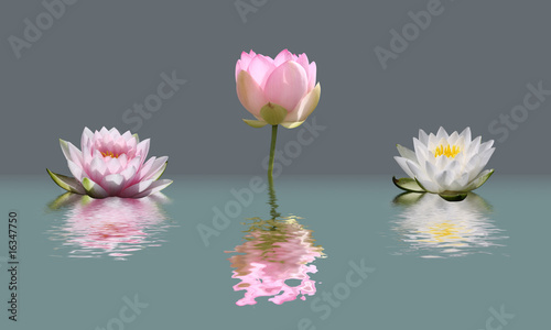 fleurs de lotus