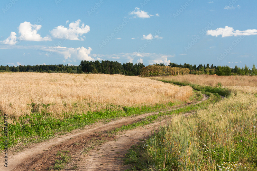 Landscape road in field of the wheat